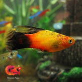 Platy Mix